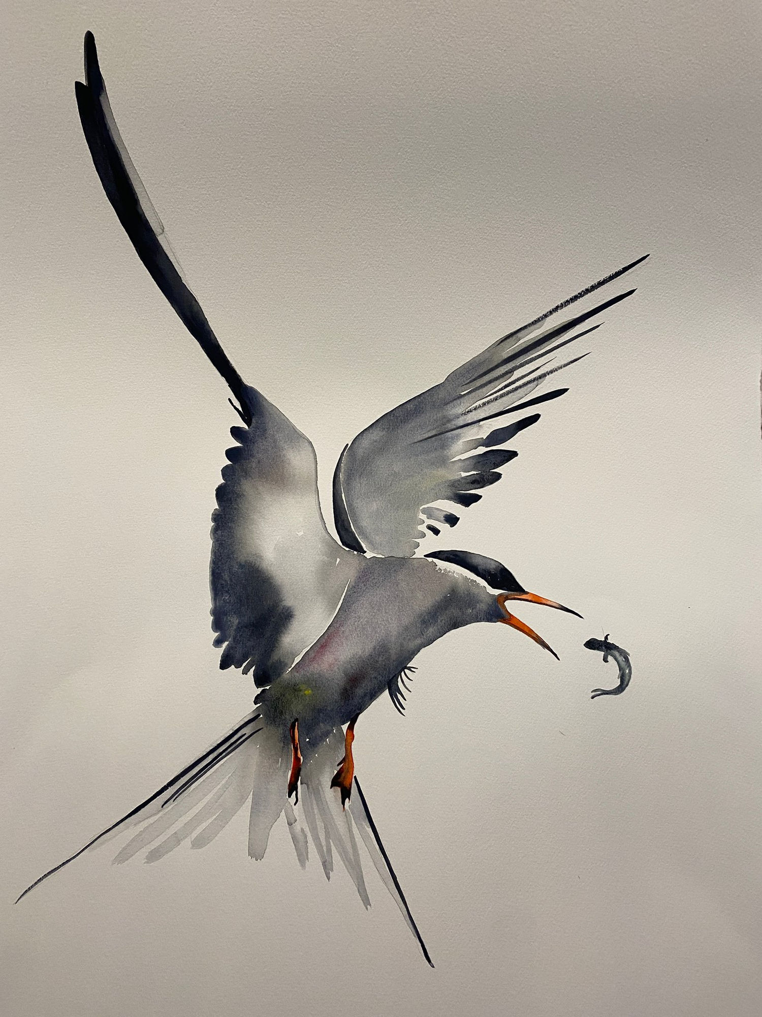 Jim Moir, Common Tern