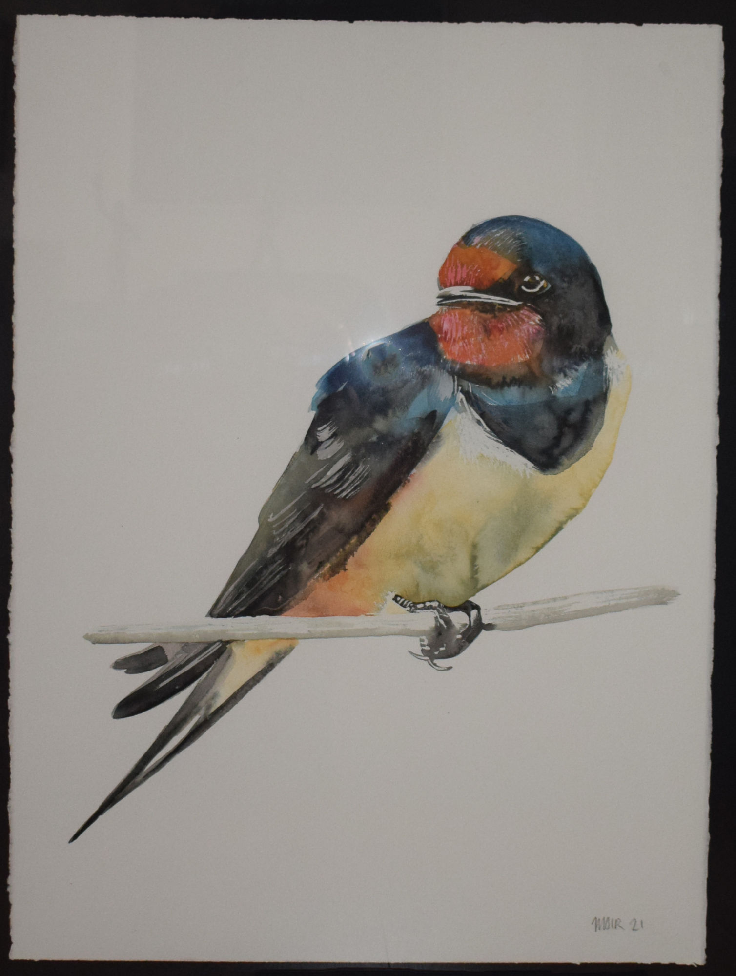Jim Moir, Swallow