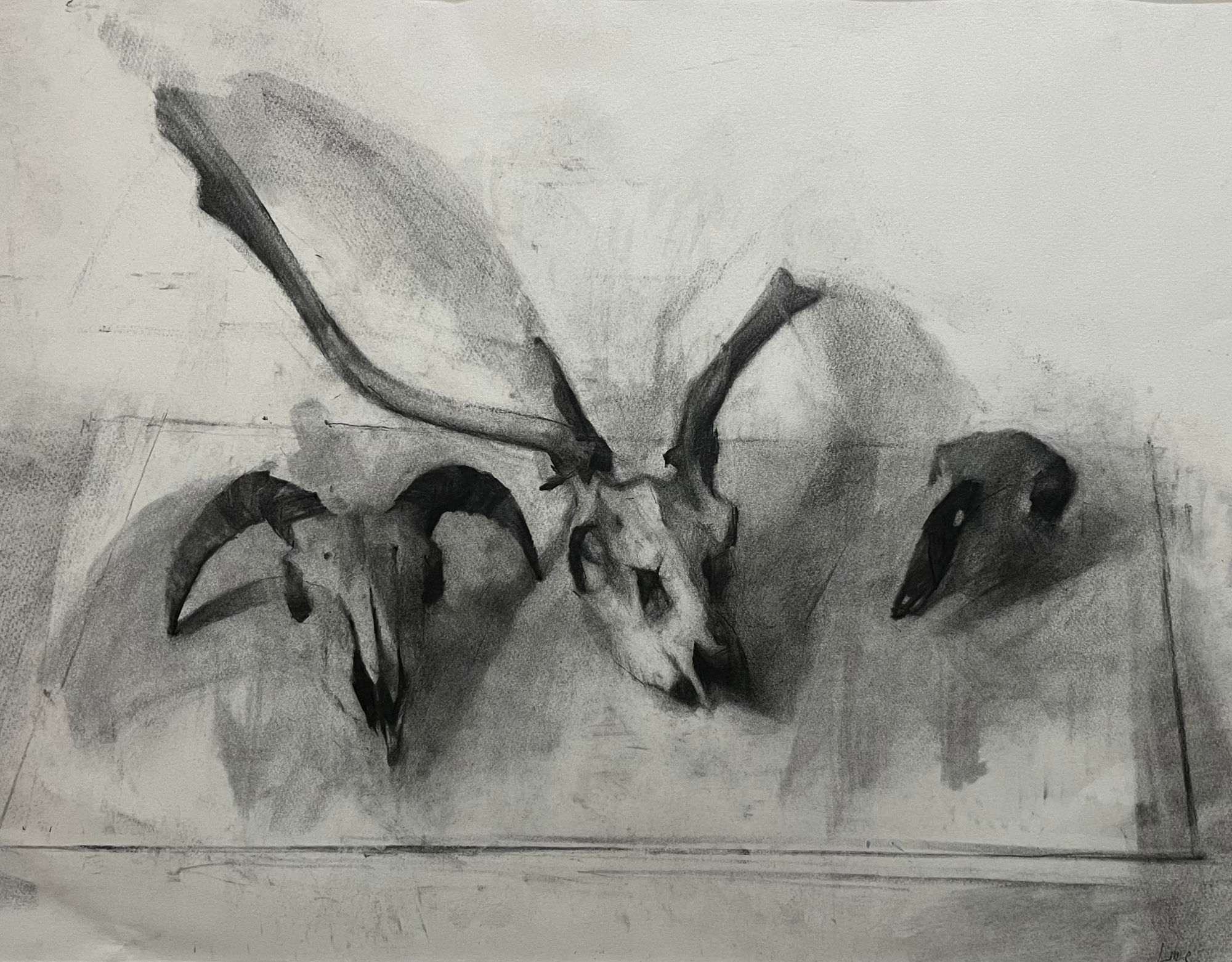 Jason Line, Animal Skulls