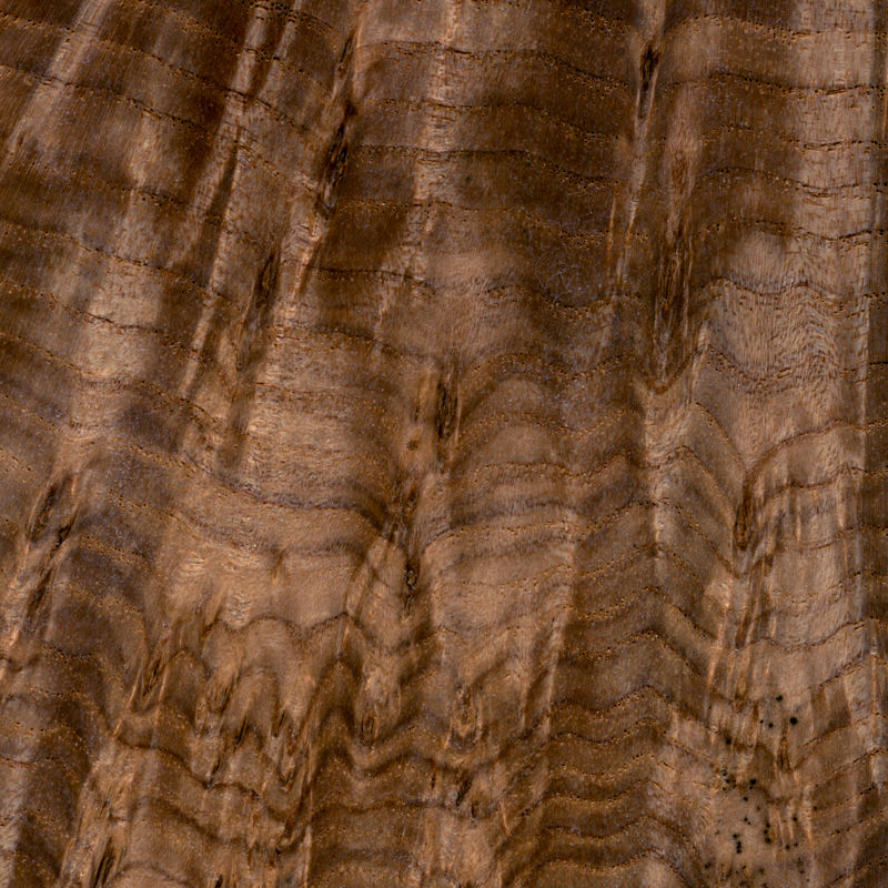 Thaddeus Holownia, Black Ash Burl, series: Wood Study, 2010