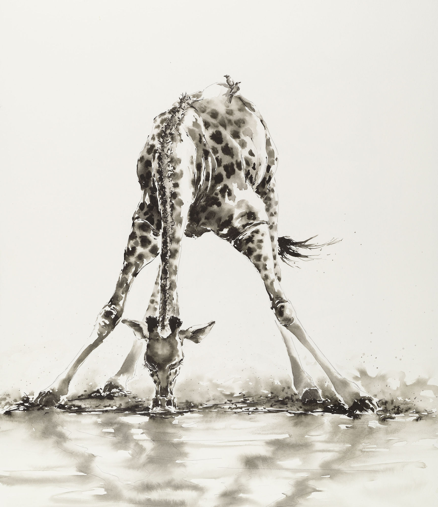 Julia Cassels, Giraffe