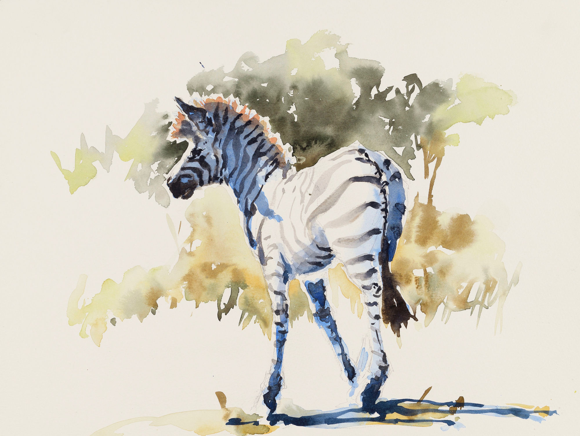 Julia Cassels, Zebra Light