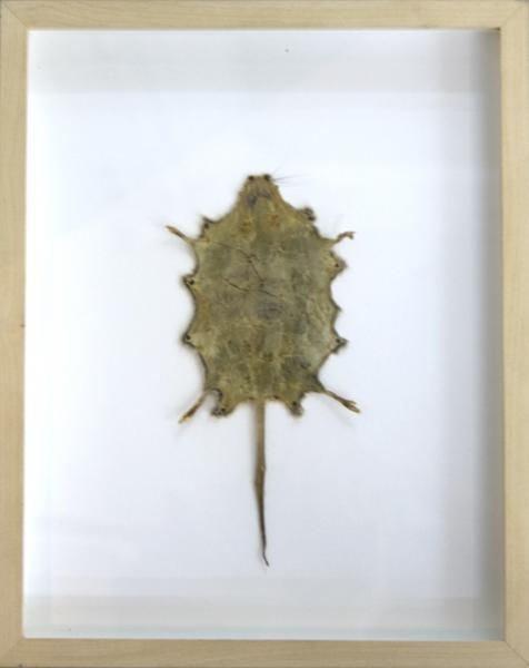 Christian Gonzenbach Mexico Engraving skin 30 x 24 cm