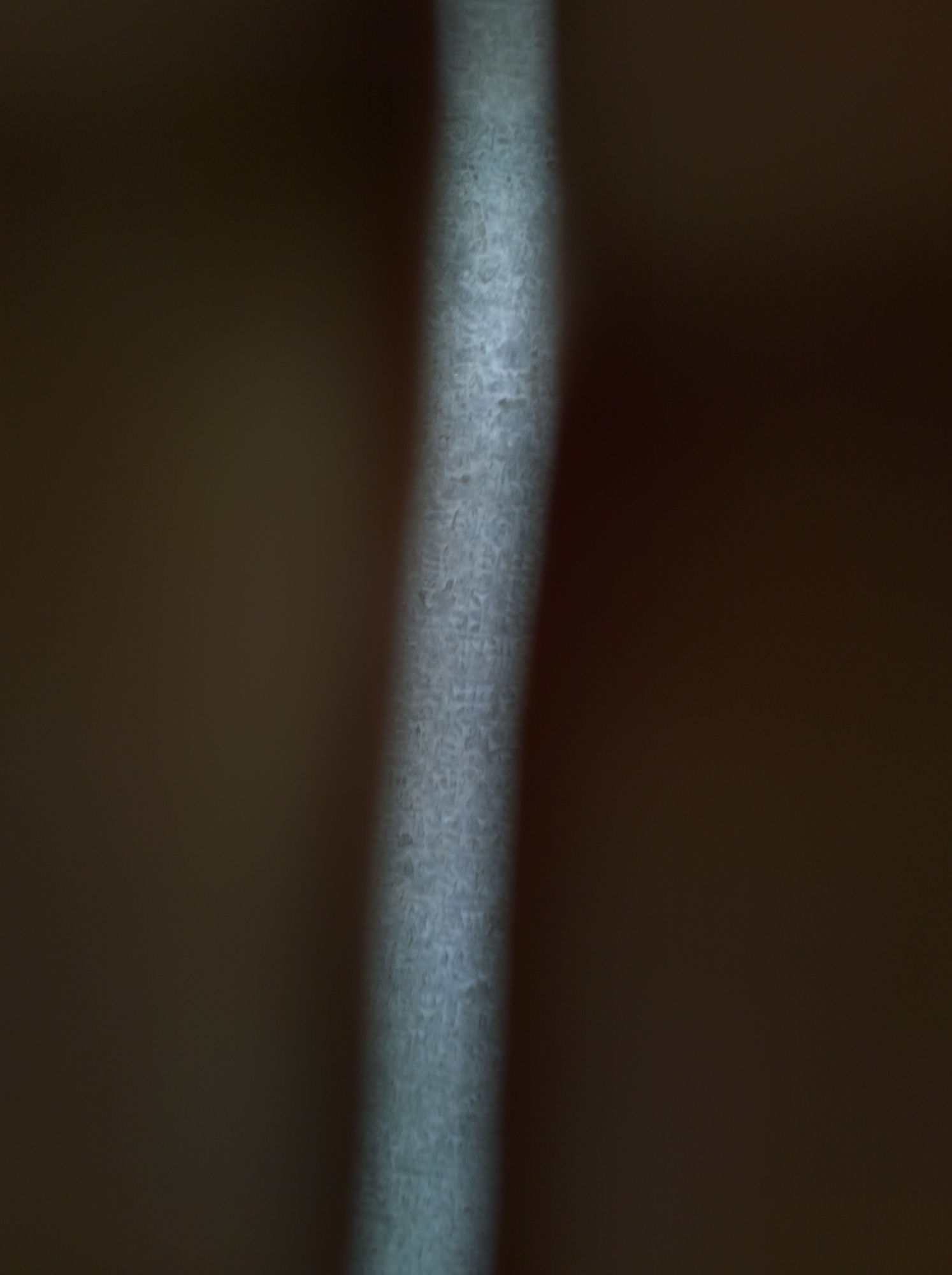 Mehran Mohajer, Untitled, 2017