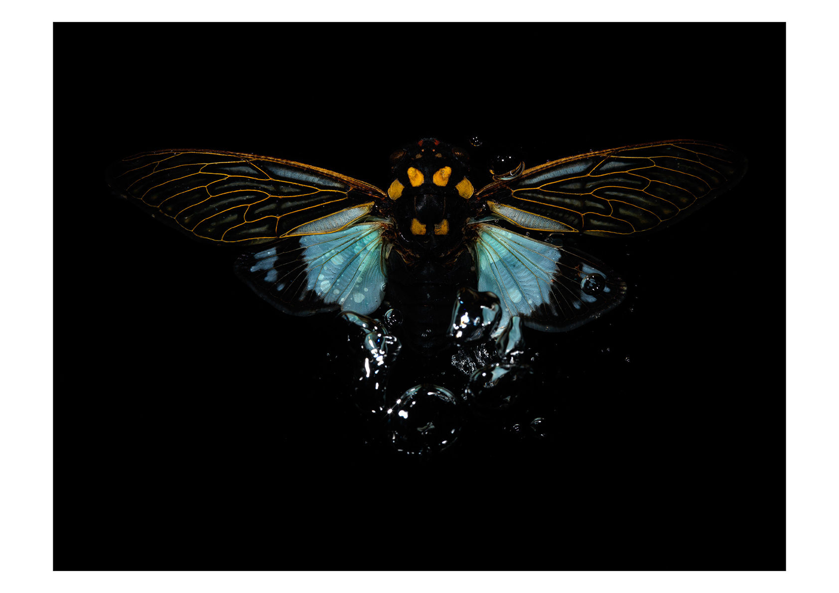 Alexander James Hamilton, Swarm [0571], 2009