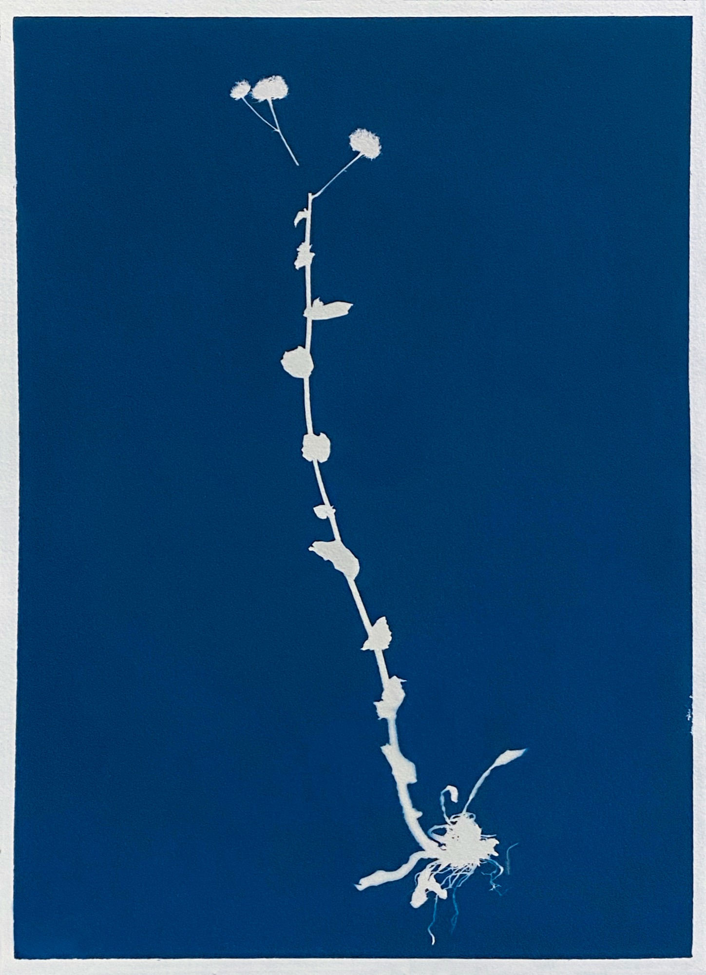 Anahita Norouzi, Displaced Garden 9, 2021