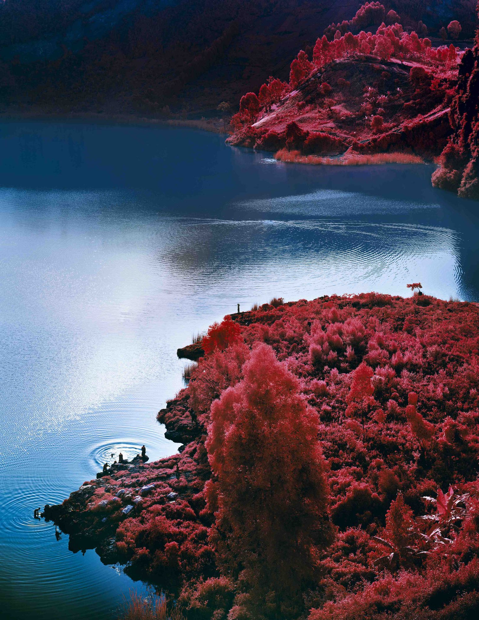 Richard Mosse, Lac Vert, 2012