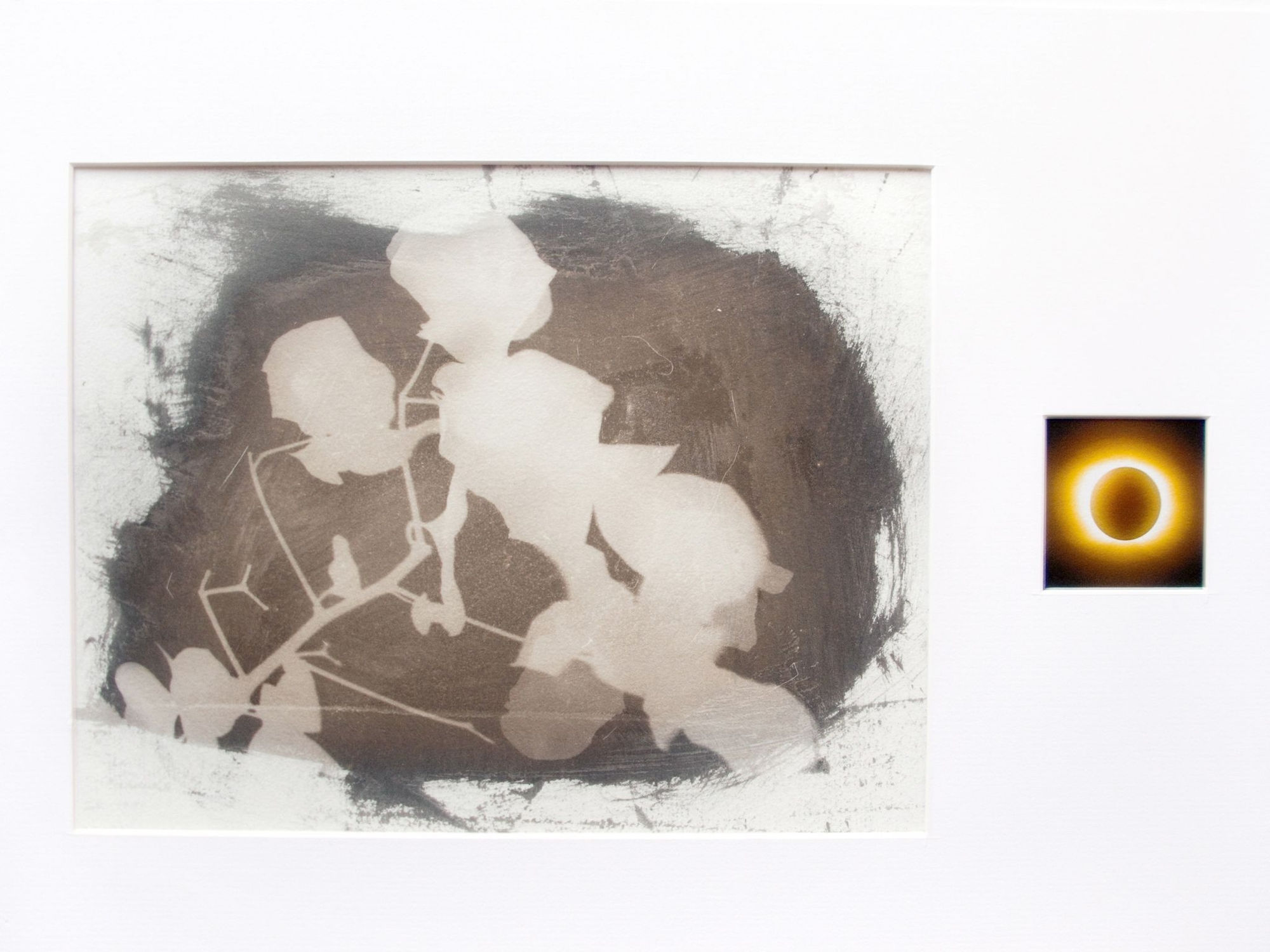 Neha Choksi, Houseplant and Sun Quotation 5, 2013