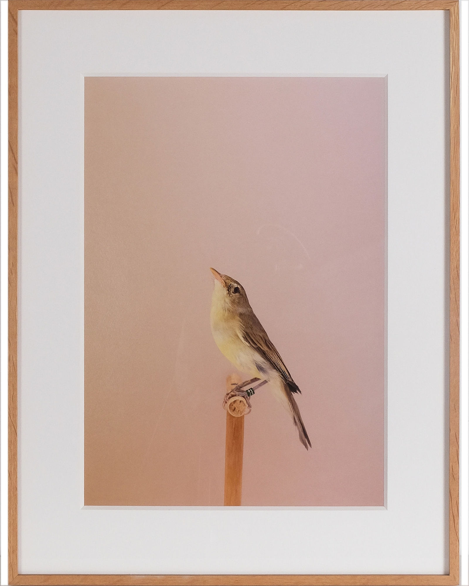 Luke Stephenson, Icterine Warbler #1, 2016