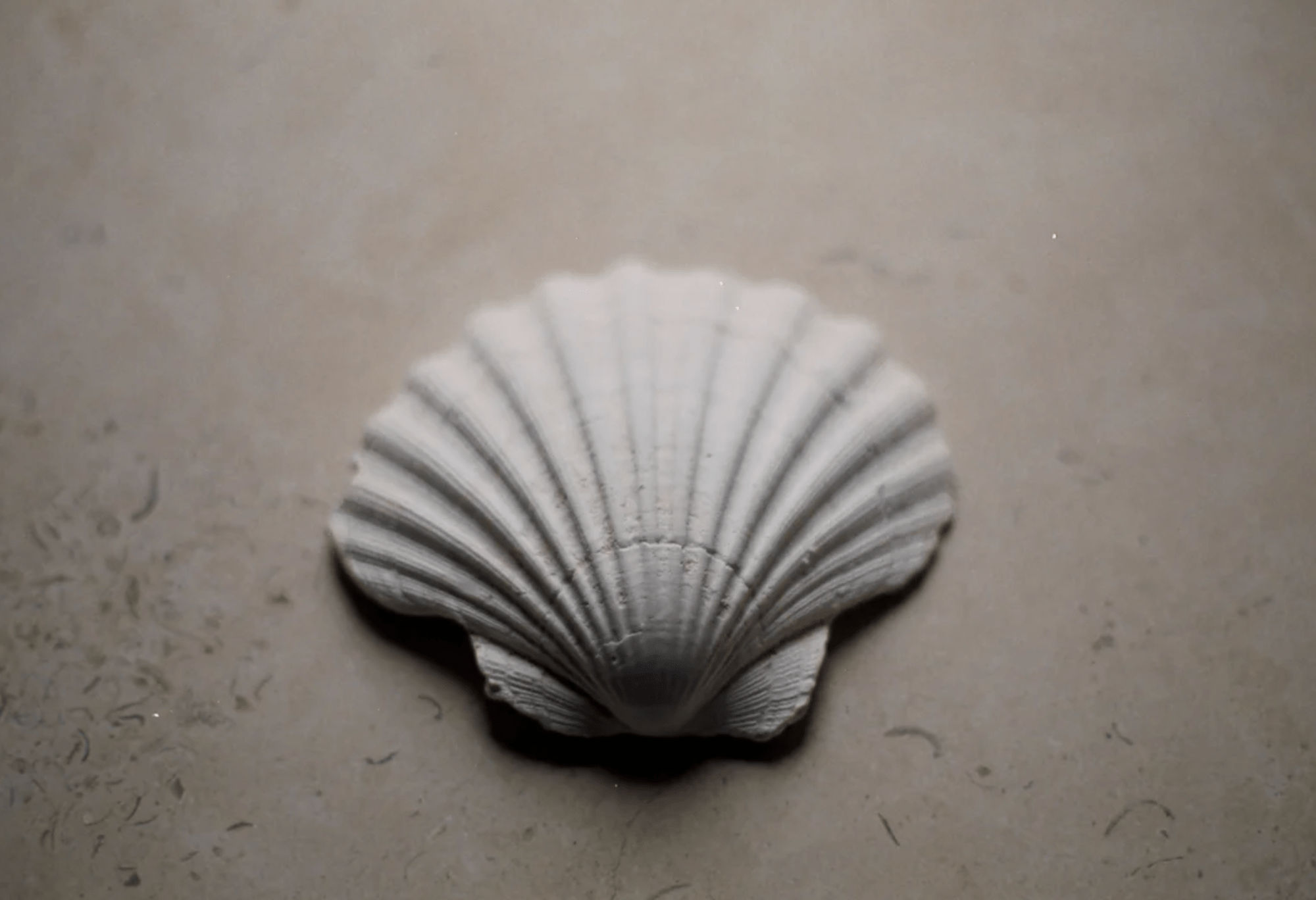 Wondering People, Alexander Griffin, Scallop Shell, 2023