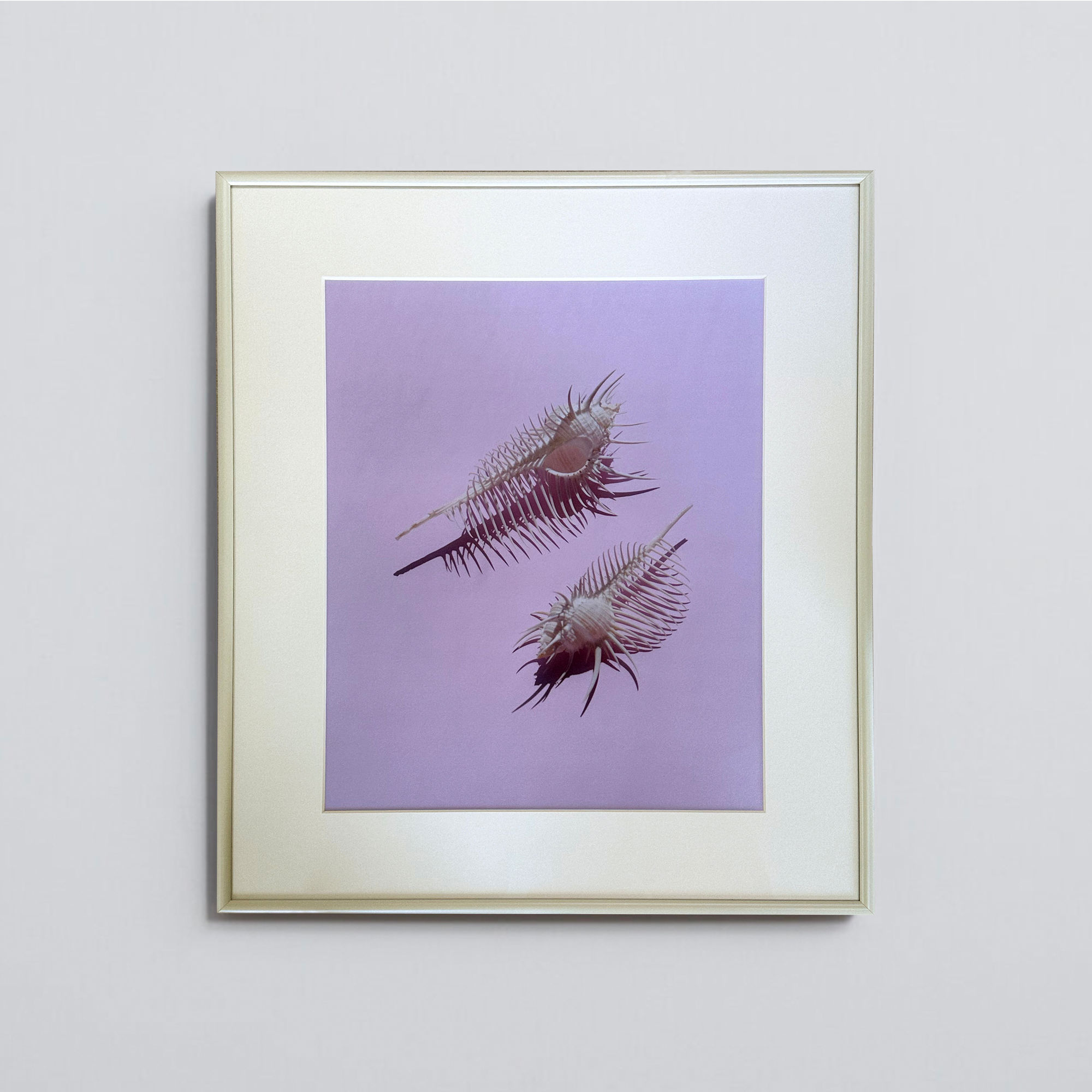 Wondering People, Dham Srifuengfung, Comb Murex, Swim To Me, 2019