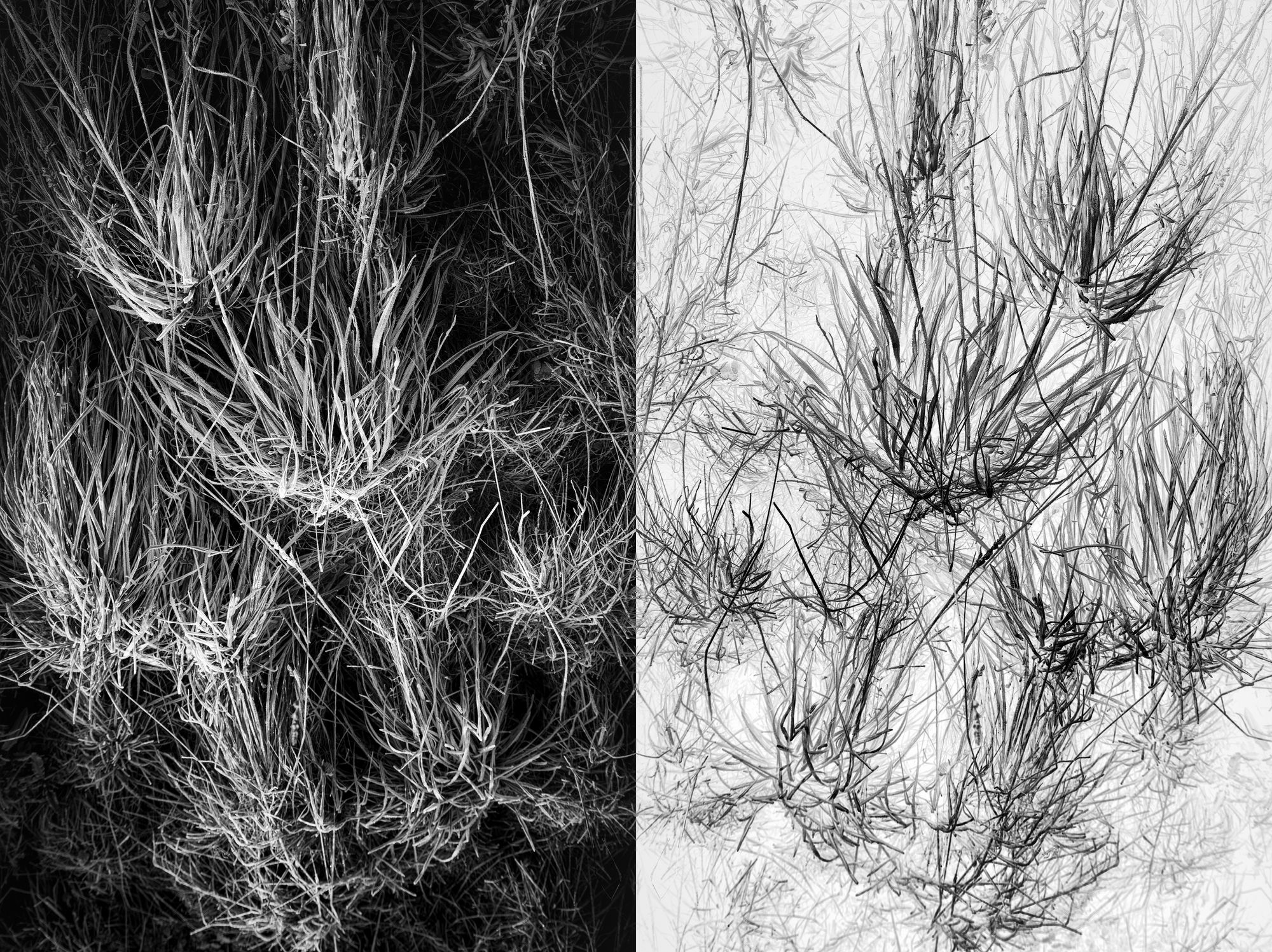 Jakub Pasierkiewicz, The inverted world III, 2020