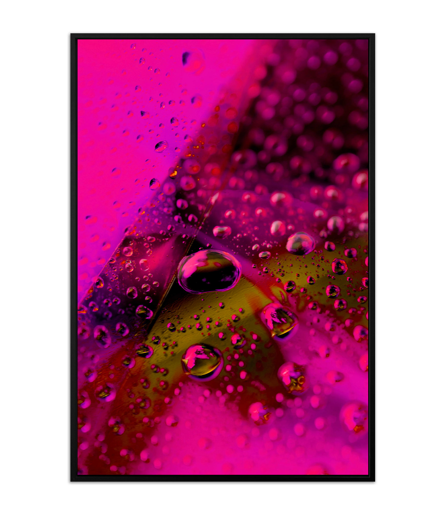 Cathy Carter, Ephemeral Fuchsia