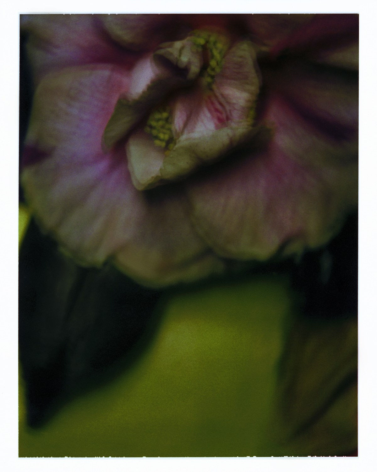 Sarah Moon, La camélia, 2001.