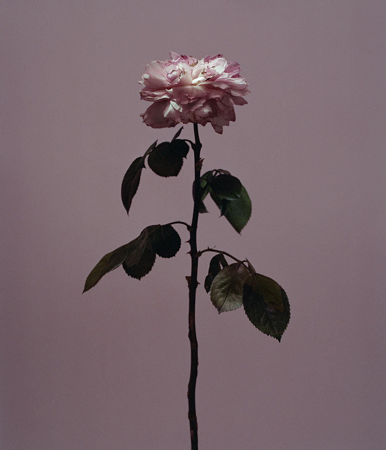 Roberto Greco, fig. XIV, 2017