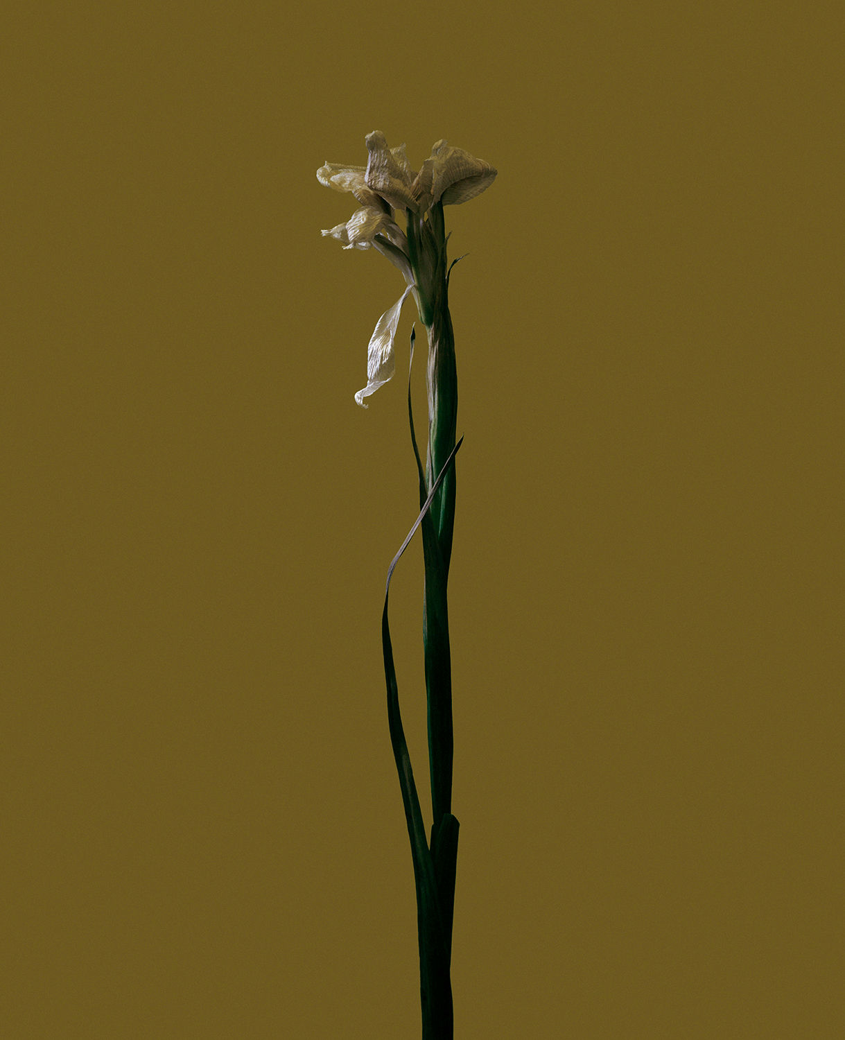 Roberto Greco, fig. XXII, 2017