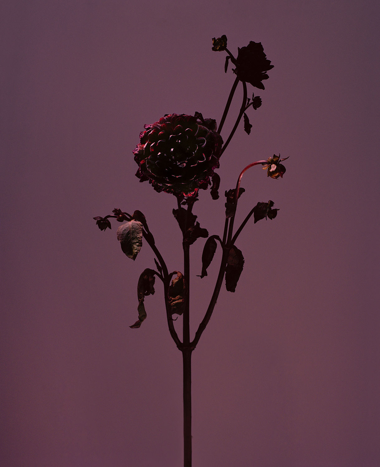 Roberto Greco, fig. XXVIII, 2017