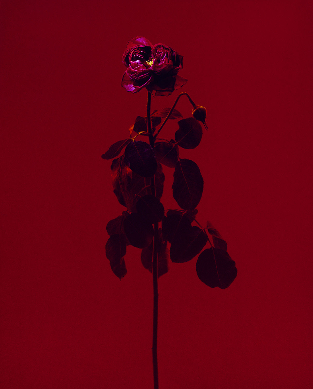 Roberto Greco, fig. VIII, 2017