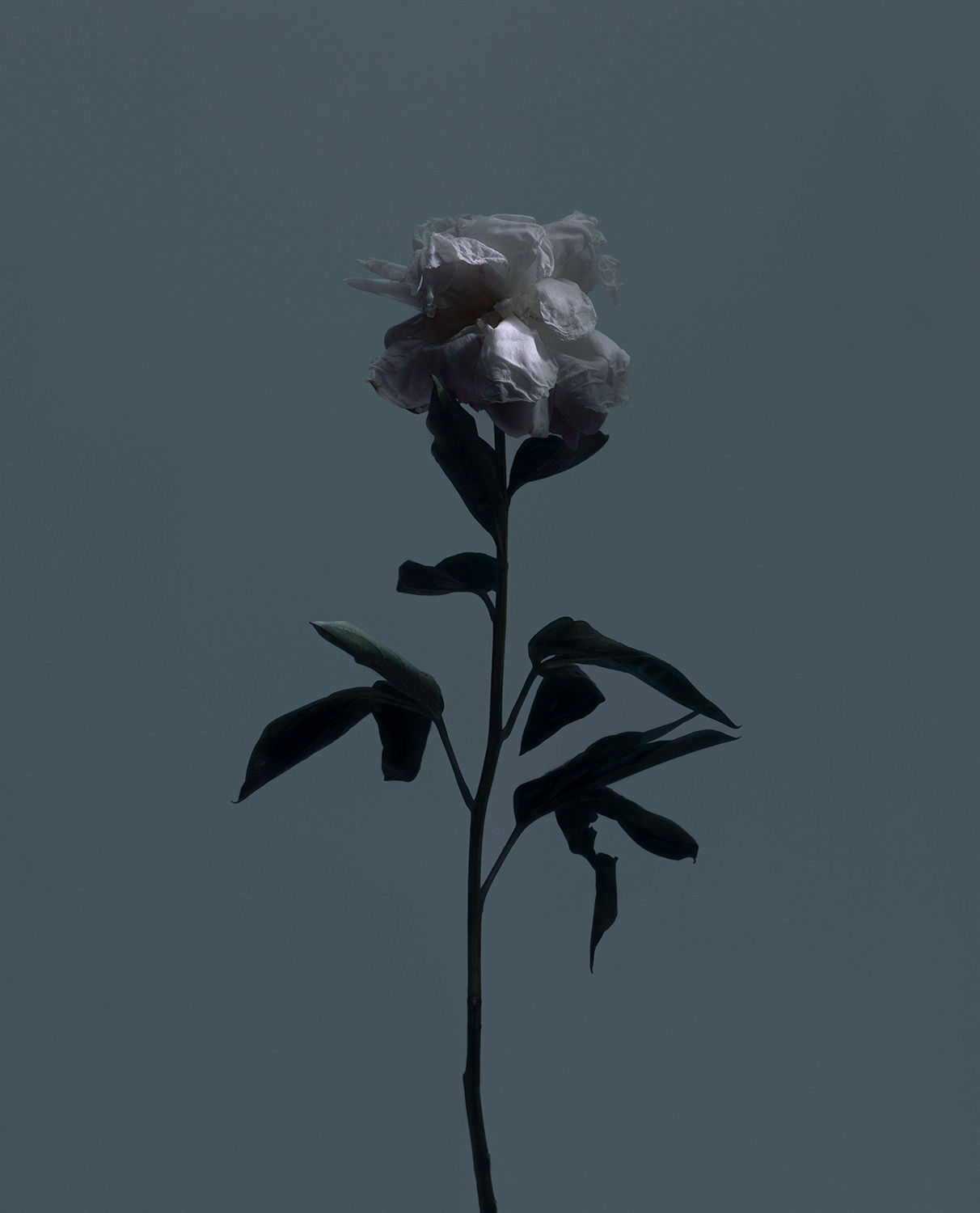 Roberto Greco, fig. II, 2017