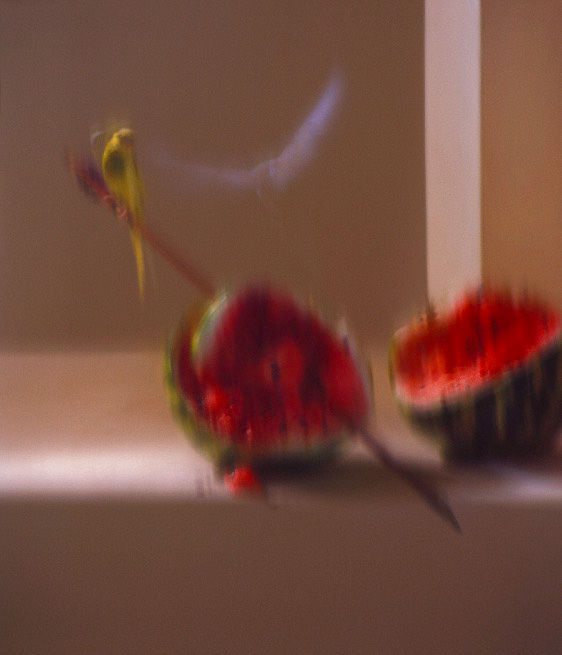 Roberto Greco, Les chiens et les Italiens, dehors! (Dogs and Italians, keep out!) #2, 2020