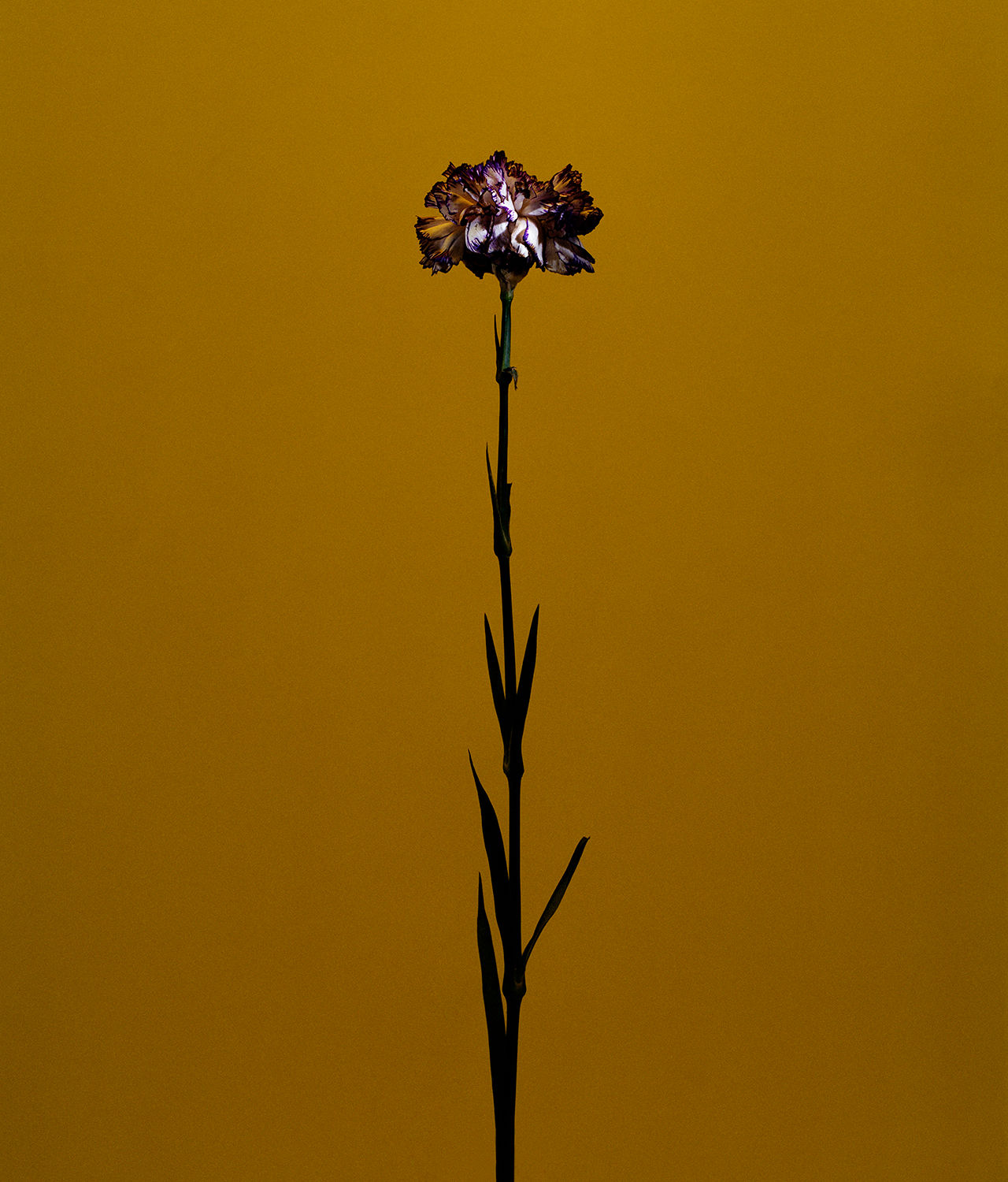 Roberto Greco, fig. V, 2017