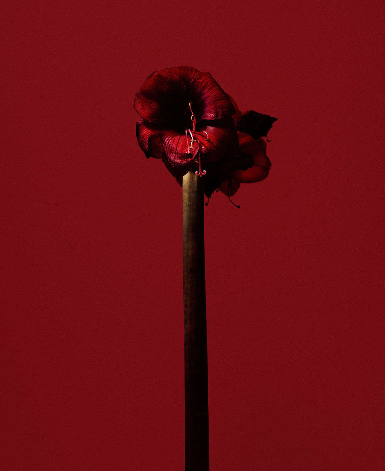 Roberto Greco, fig. XXIX, 2017