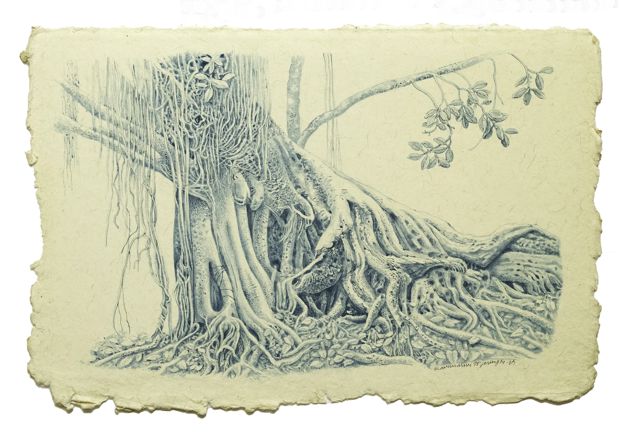 Karunasiri Wijesinghe, Banyan Tree- Viharamahadevi Park, Colombo, 2024