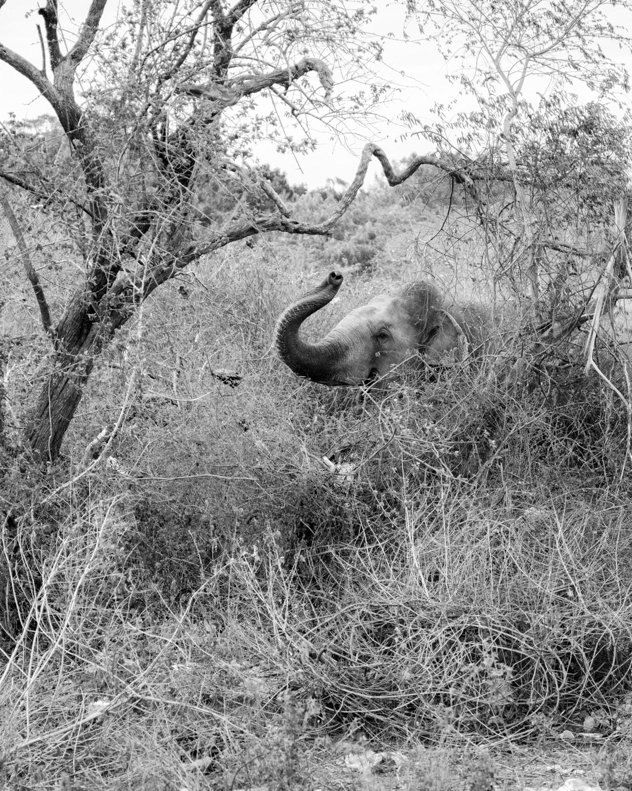 Tavish Gunasena, Elephant in the scrub, 2024