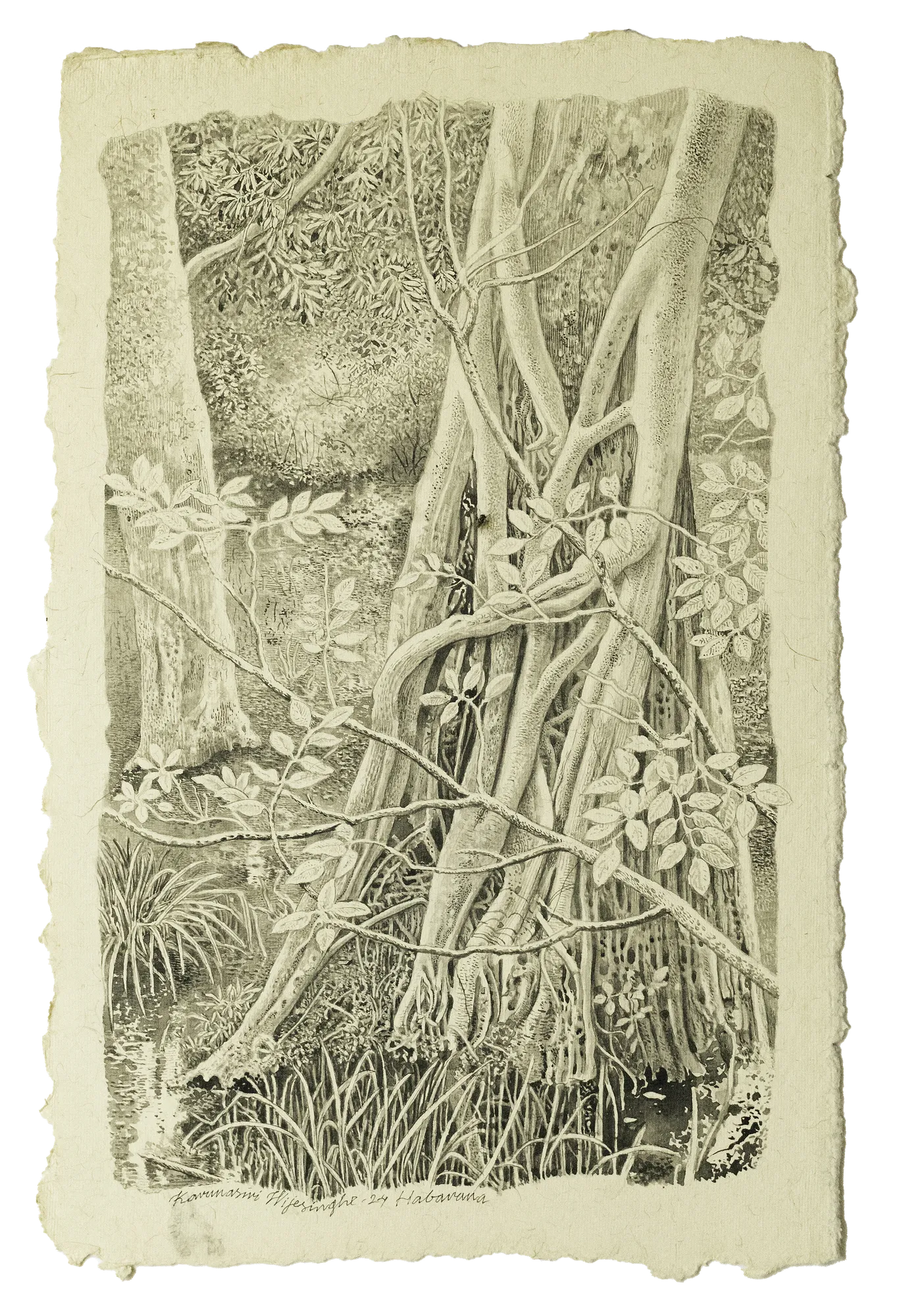 Karunasiri Wijesinghe, Banyan Tree - Habarana, 2024