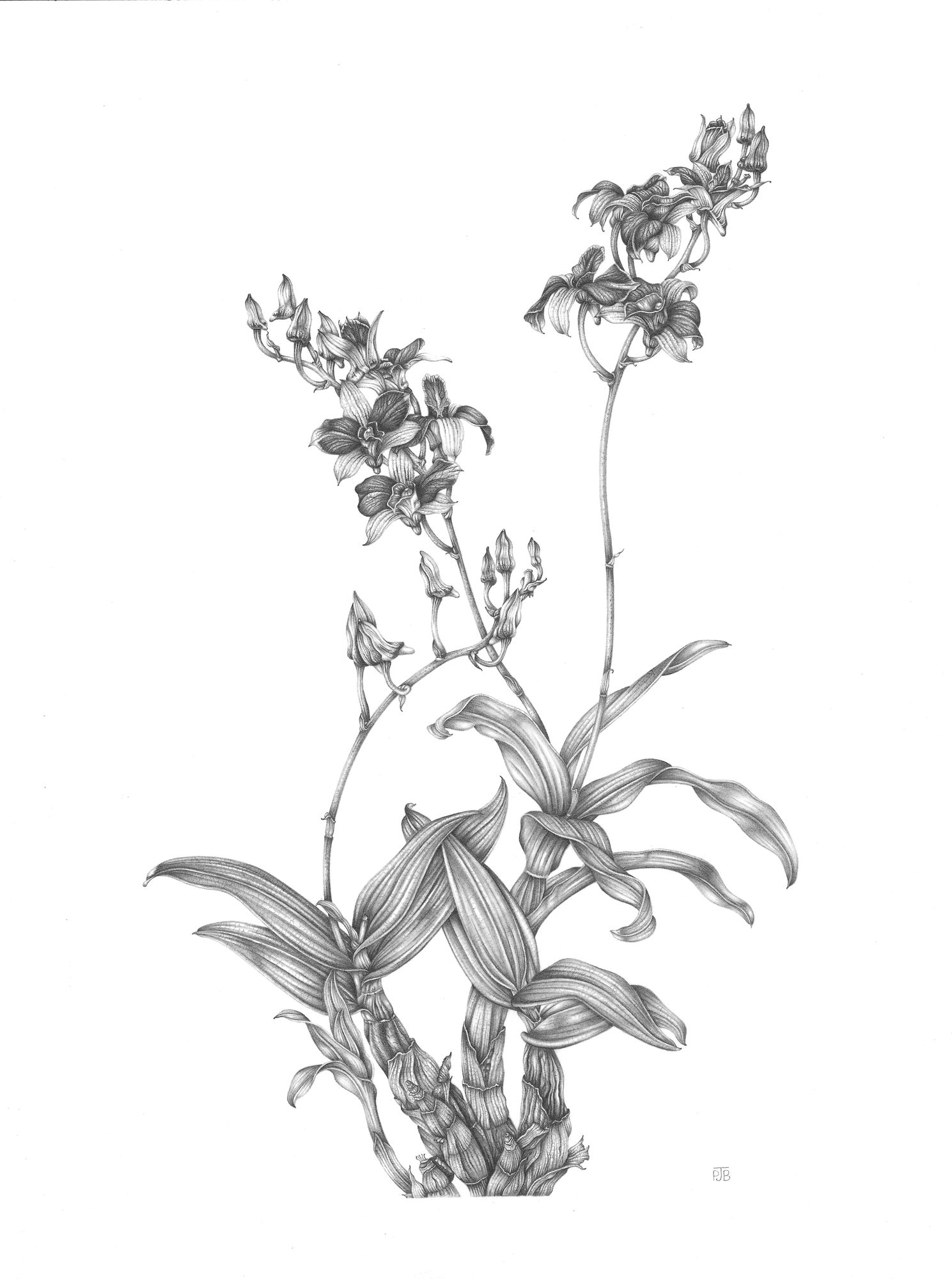 Penny Brown, Bamboo Orchid [Dendrobium] 'Dancing Flora', 2021