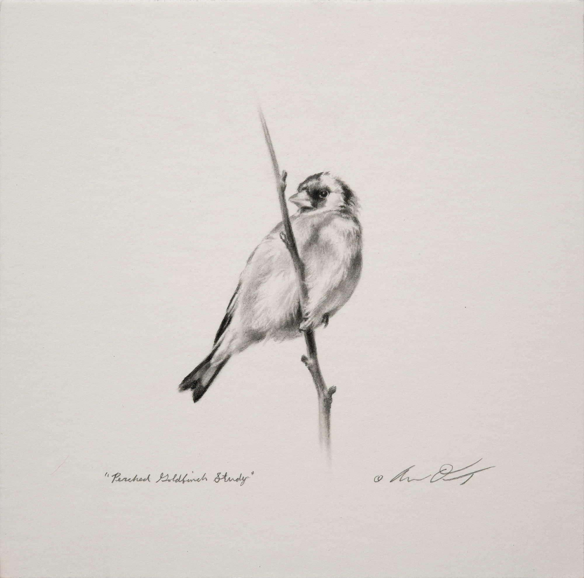 Andrew Denman, Perched Goldfinch Study
