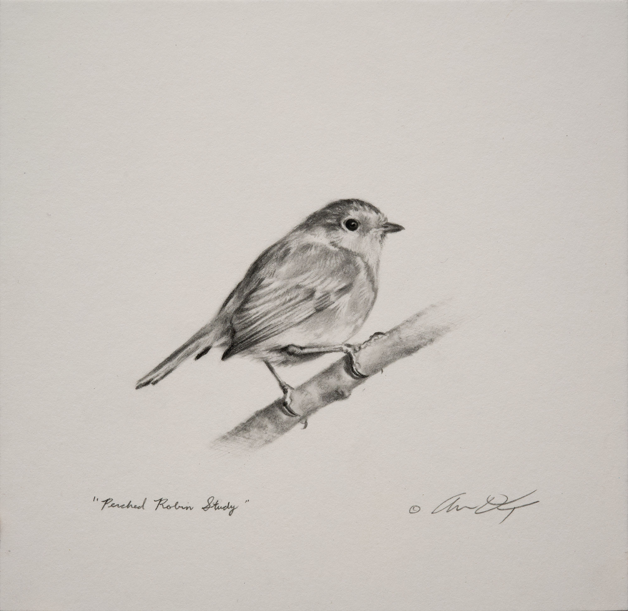 Andrew Denman, Perched Robin Study
