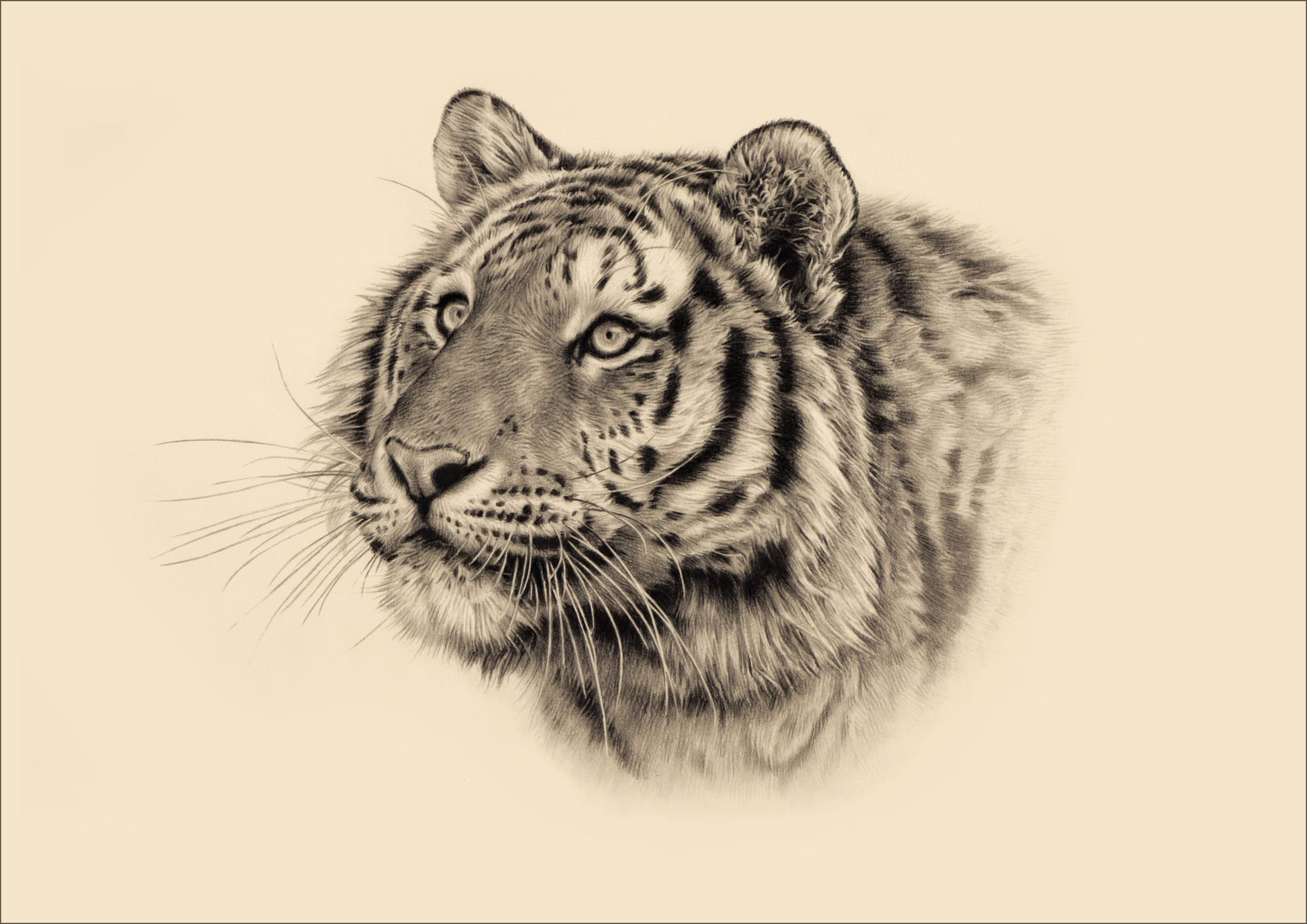 Jonathan Pointer, Siberian Tiger