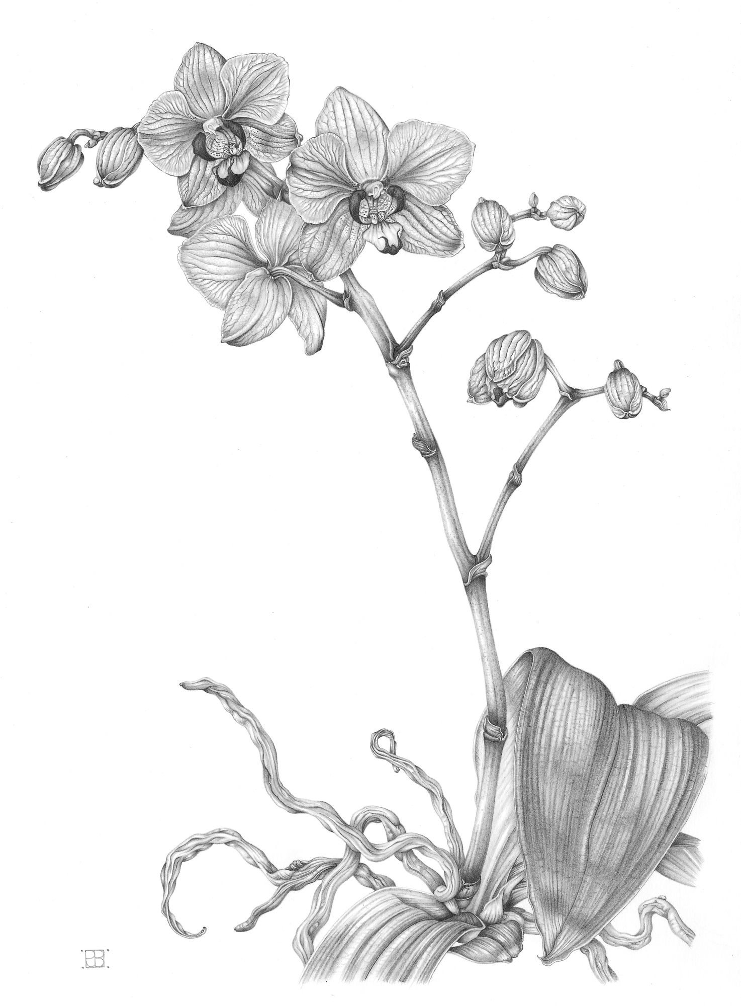 Penny Brown, Moth Orchid [Phalaenopsis], 2021