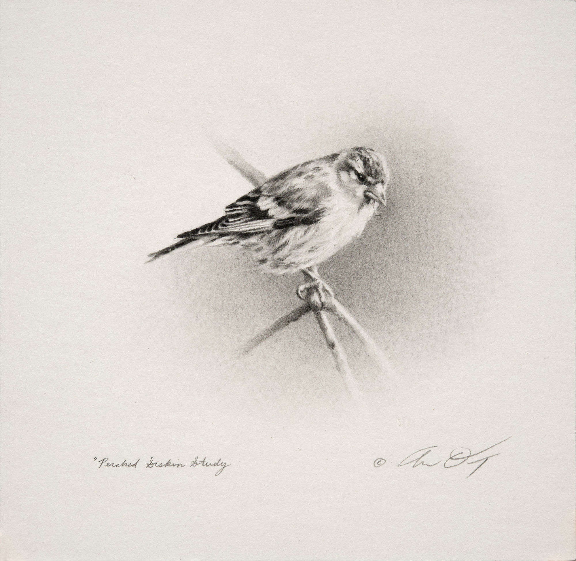 Andrew Denman, Perched Siskin Study