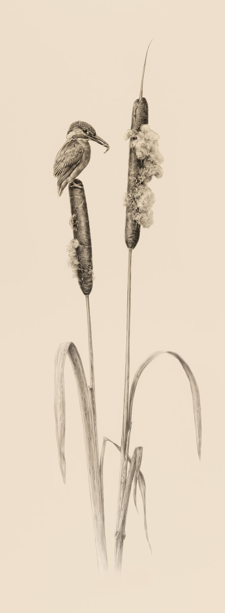 Jonathan Pointer, Kingfisher and Reed Mace