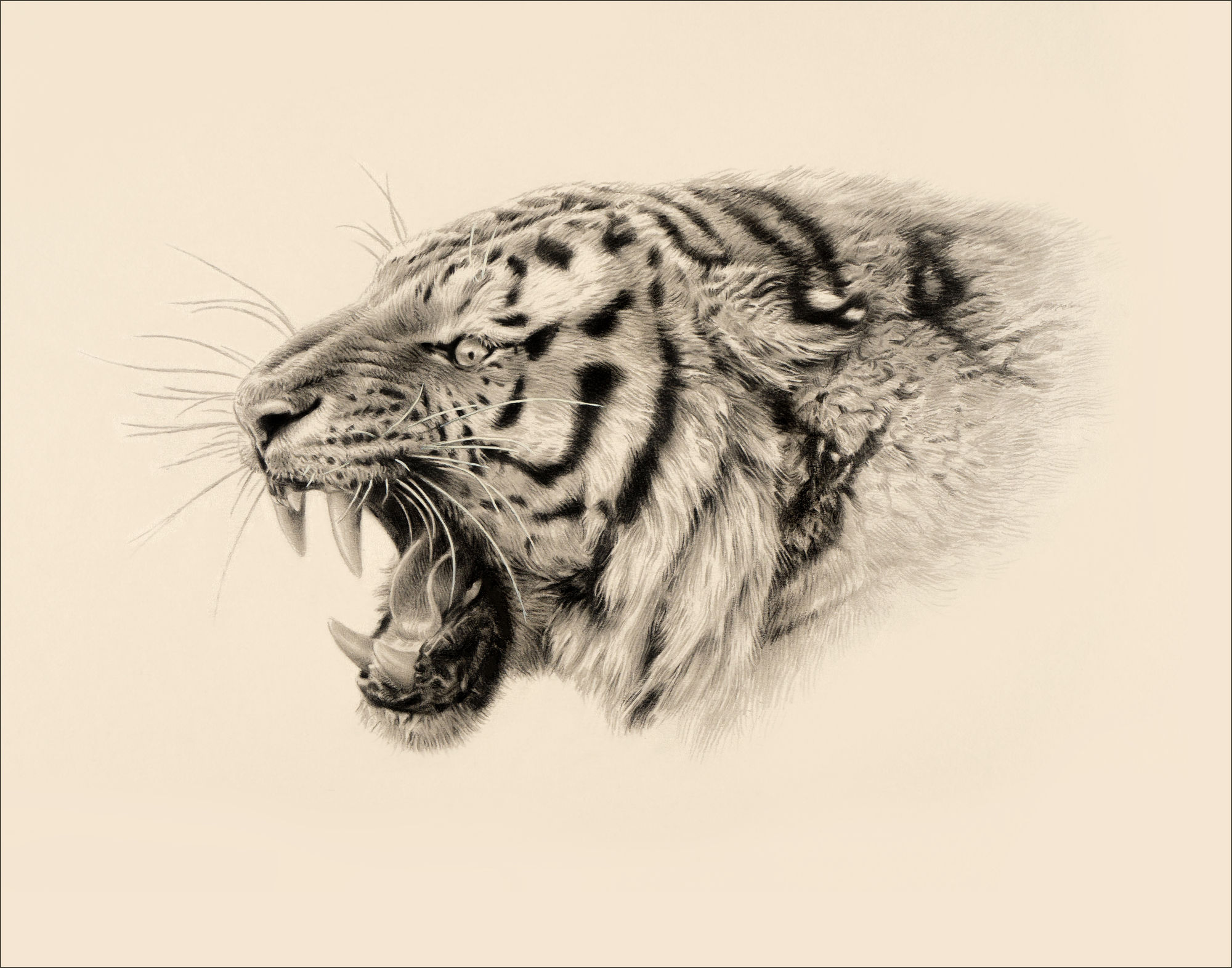 Jonathan Pointer, Snarling Tiger