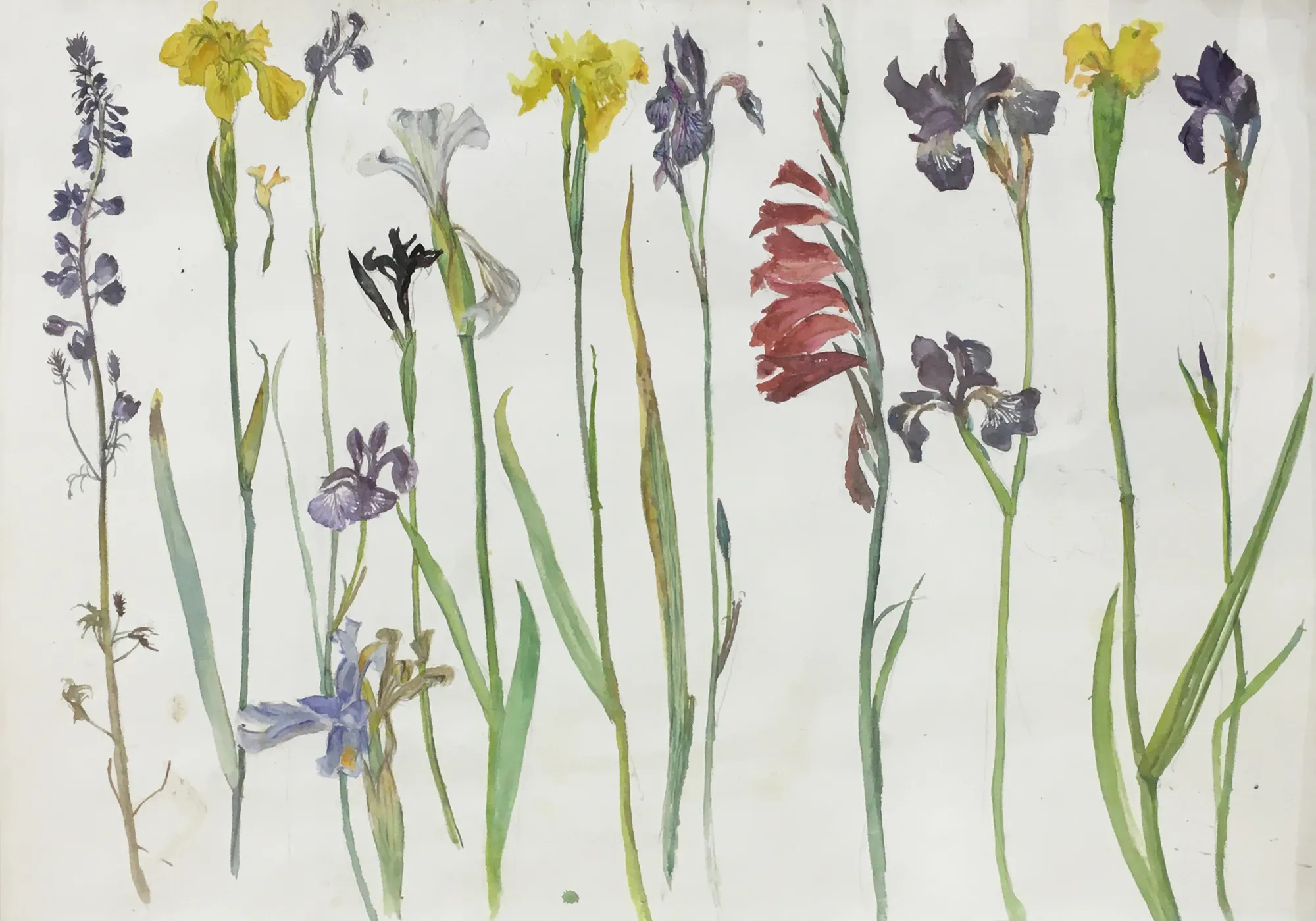Elizabeth Blackadder, Untitled (Watercolour Study for Wild Flowers)