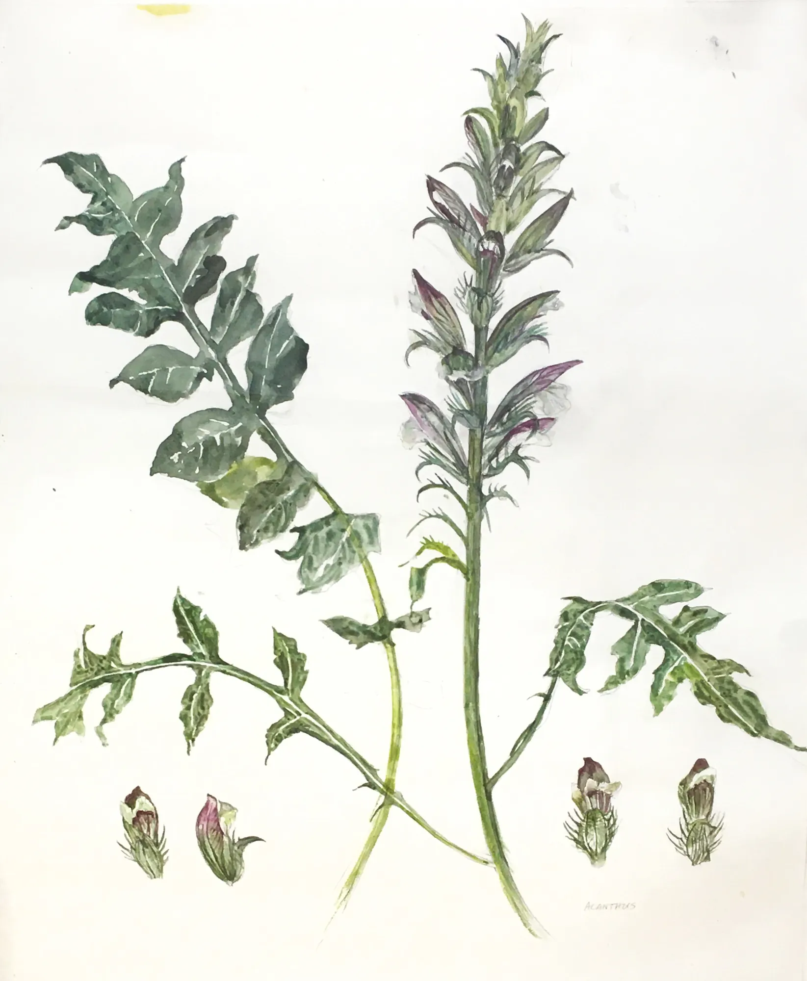 Elizabeth Blackadder, Acanthus (Watercolour Study for Wild Flower)