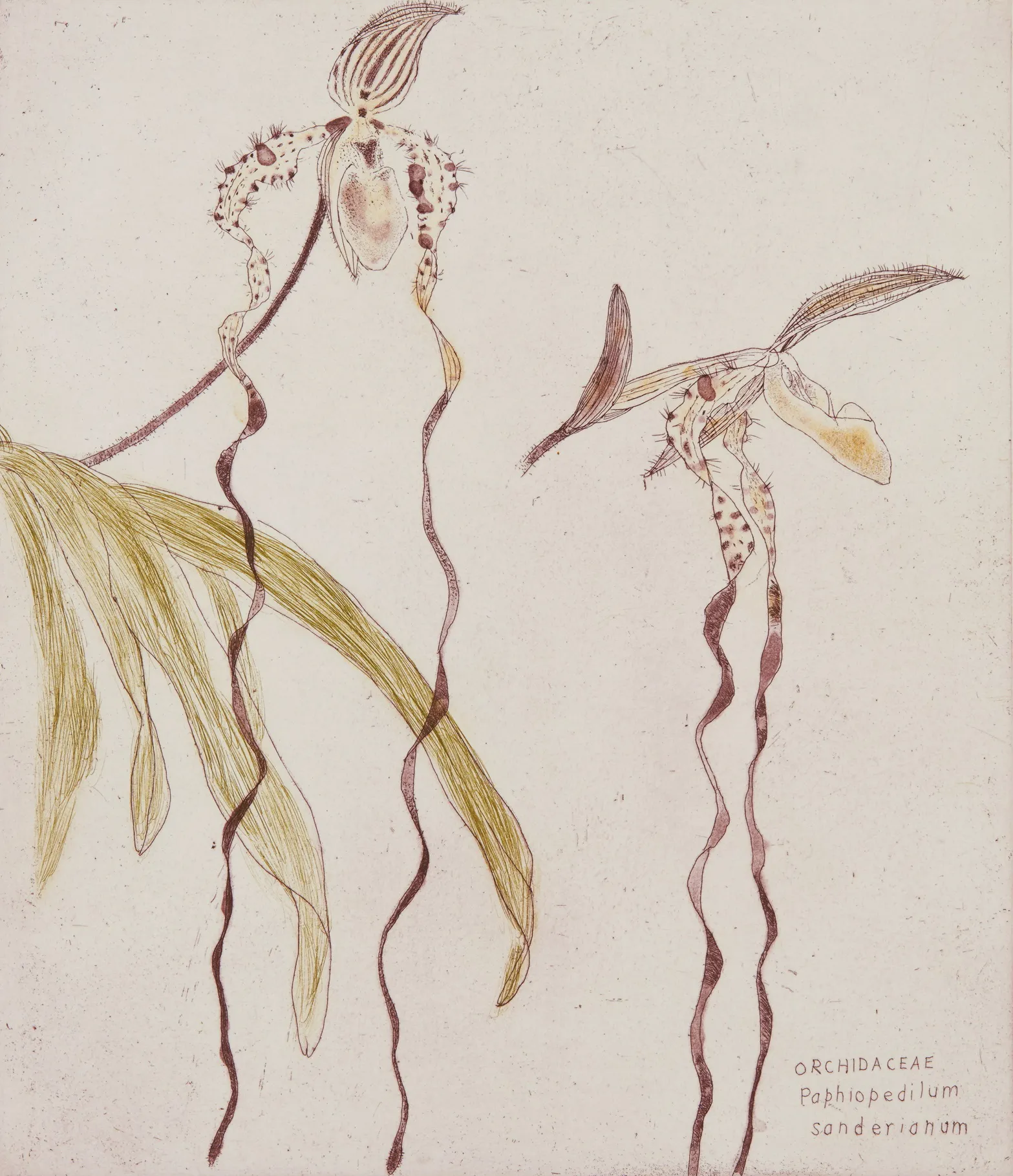 Elizabeth Blackadder, Orchidaceae Paphiopedilum Sanderianum, 1993