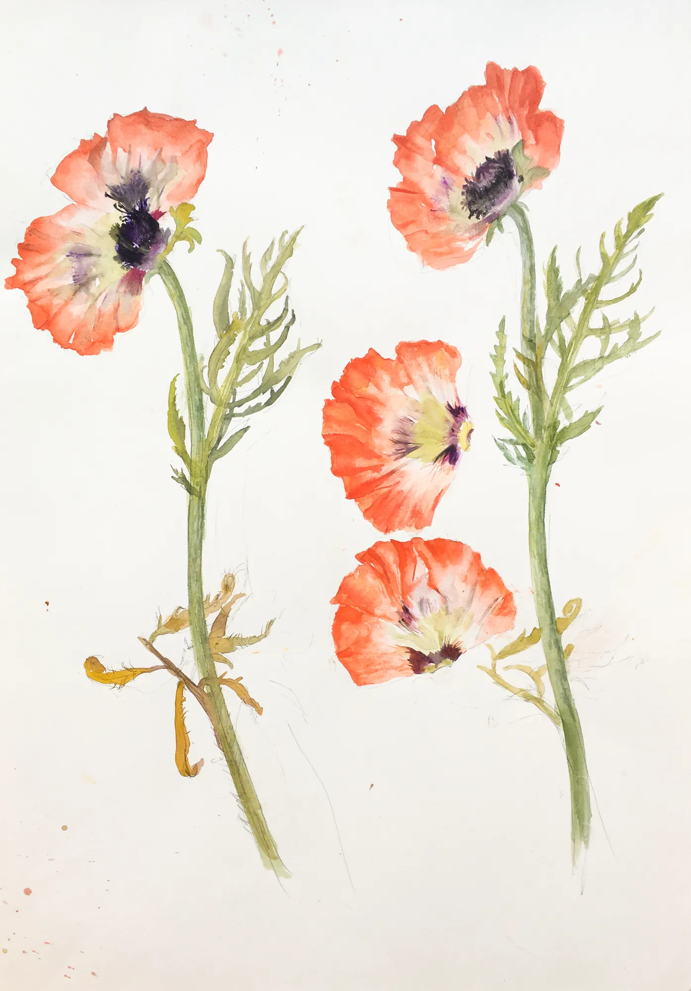 Elizabeth Blackadder, Untitled (Watercolour Study for Poppy Study)