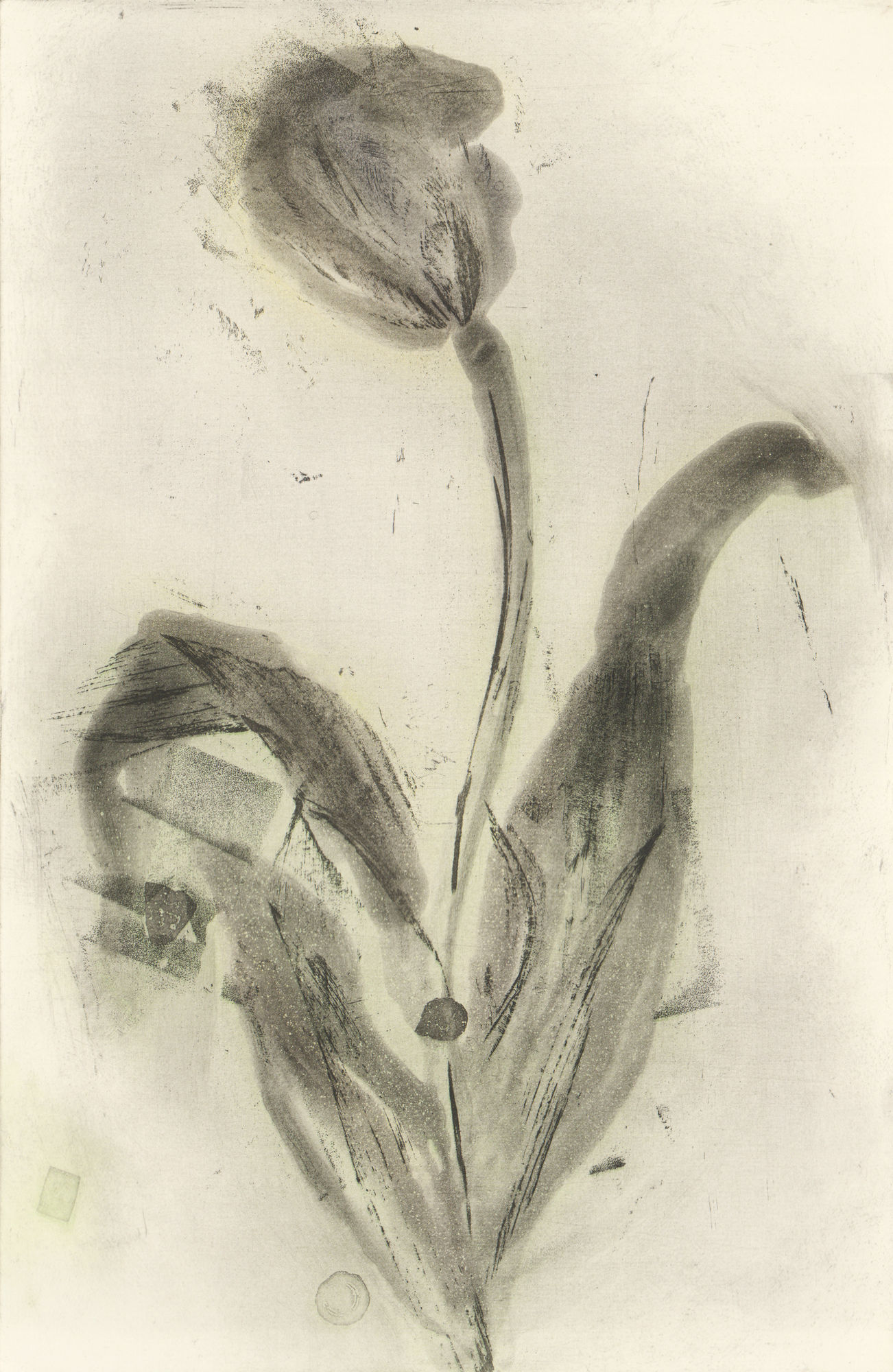 Mary T. Johnson, Test for 2-Plate Etching, Tulip in Yellow with Black & Plastic Recycling, 2025