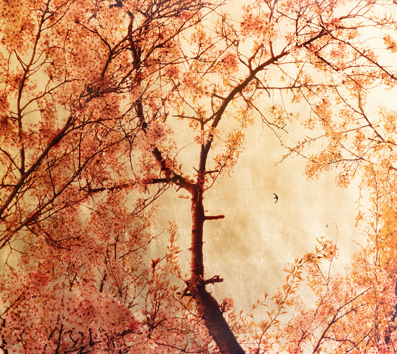 Robert Pereira Hind, Prunus Subhirtella I