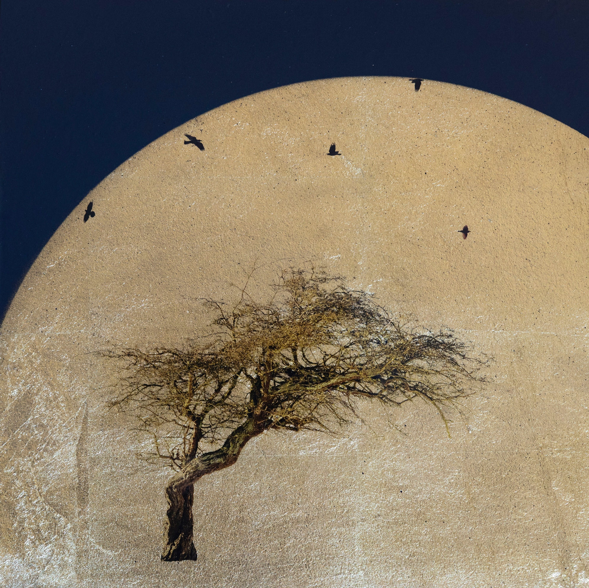 Robert Pereira Hind, Oxyacantha