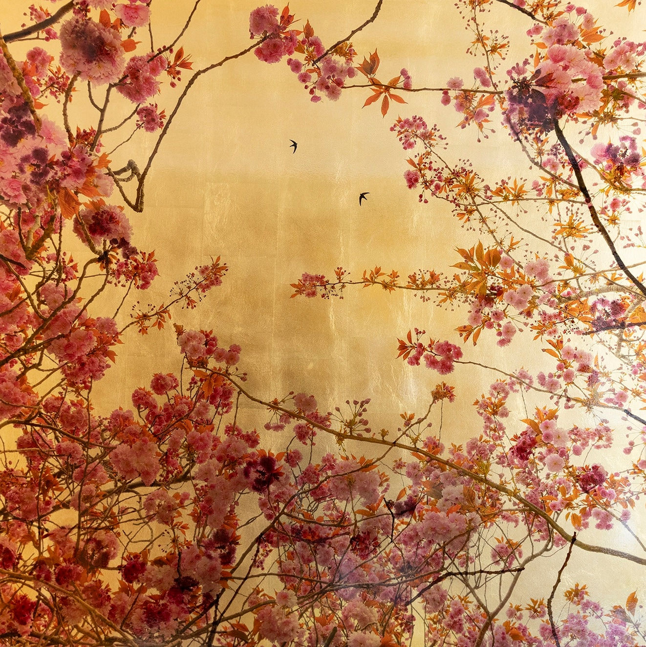 Robert Pereira Hind, Arboris Prunus VI