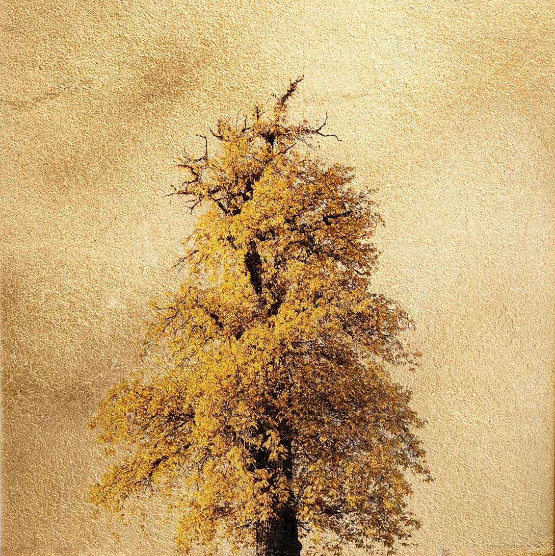 Robert Pereira Hind, Castanea Sativa (Autumn)