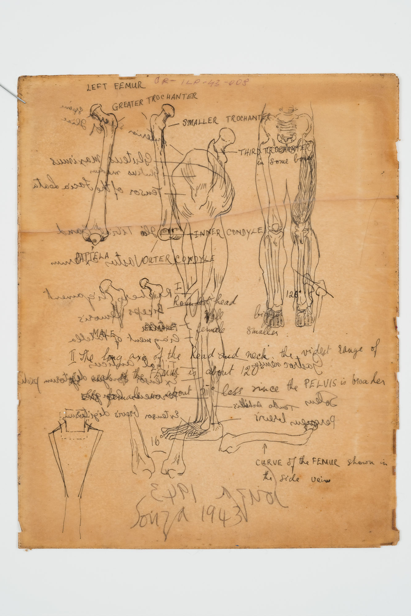 Francis Newton Souza, Untitled (Anatomy Study ) verso ; Untitled recto, 1943