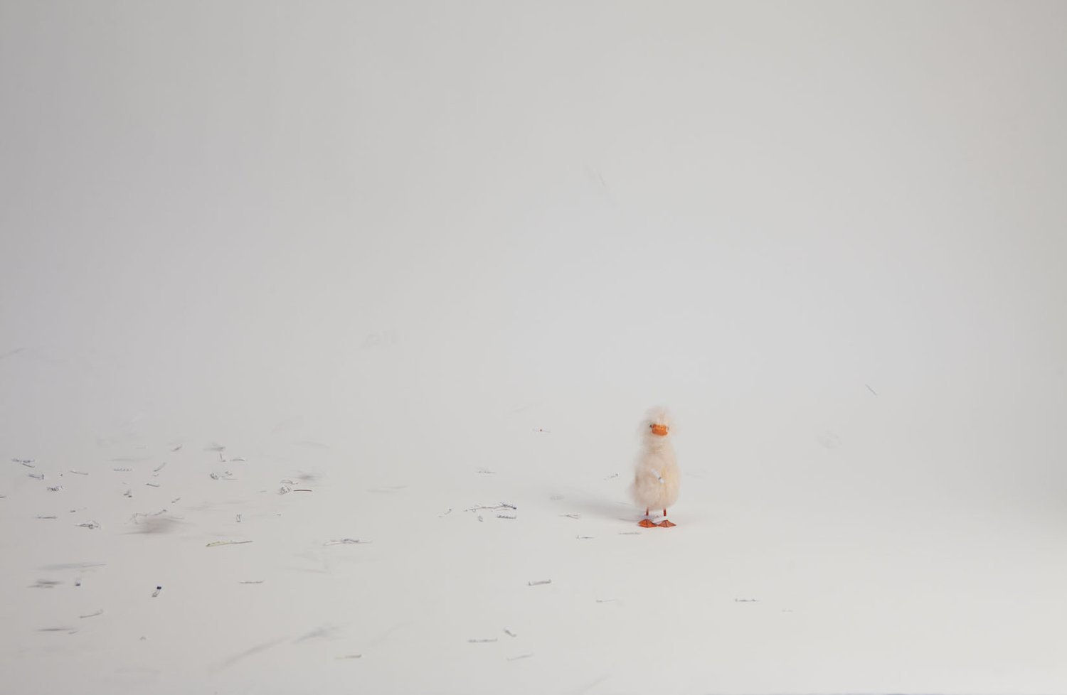 Liliana Porter, Wind, 2011