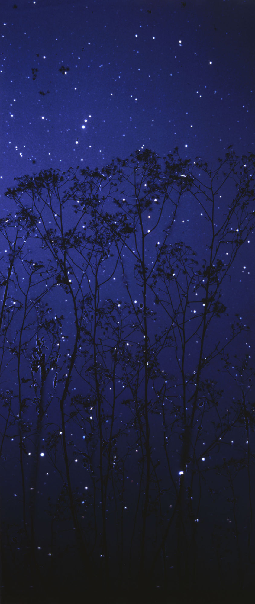 Susan Derges Starfield - Queen Anne's Lace, 2003 unique dye destruction print 170.2 x 61 cm 67 x 24 in