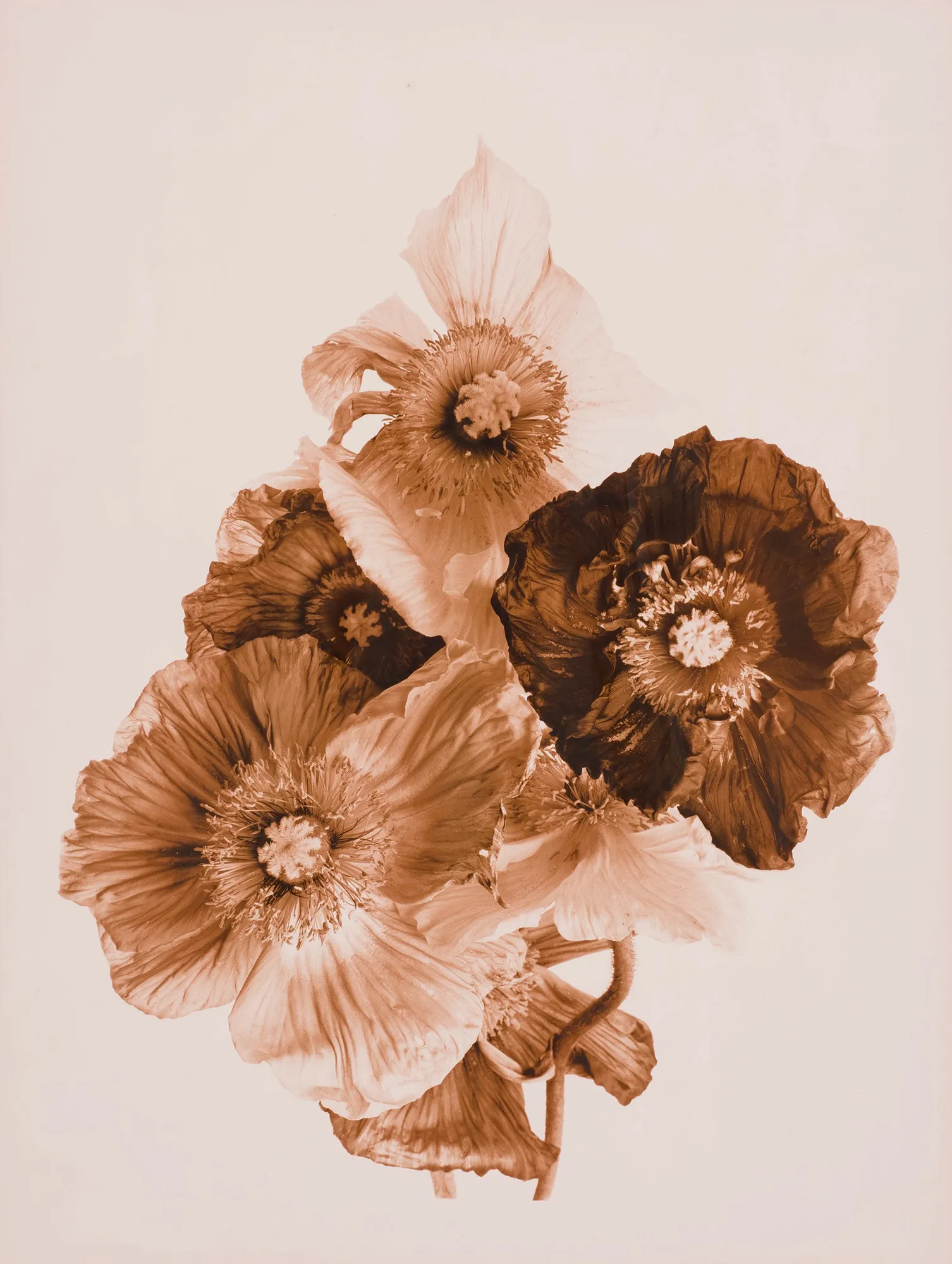 Ulrich Schmitt, Mohn-18B-Selenium, 2003/2021